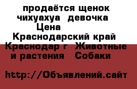 продаётся щенок чихуахуа, девочка › Цена ­ 8 000 - Краснодарский край, Краснодар г. Животные и растения » Собаки   